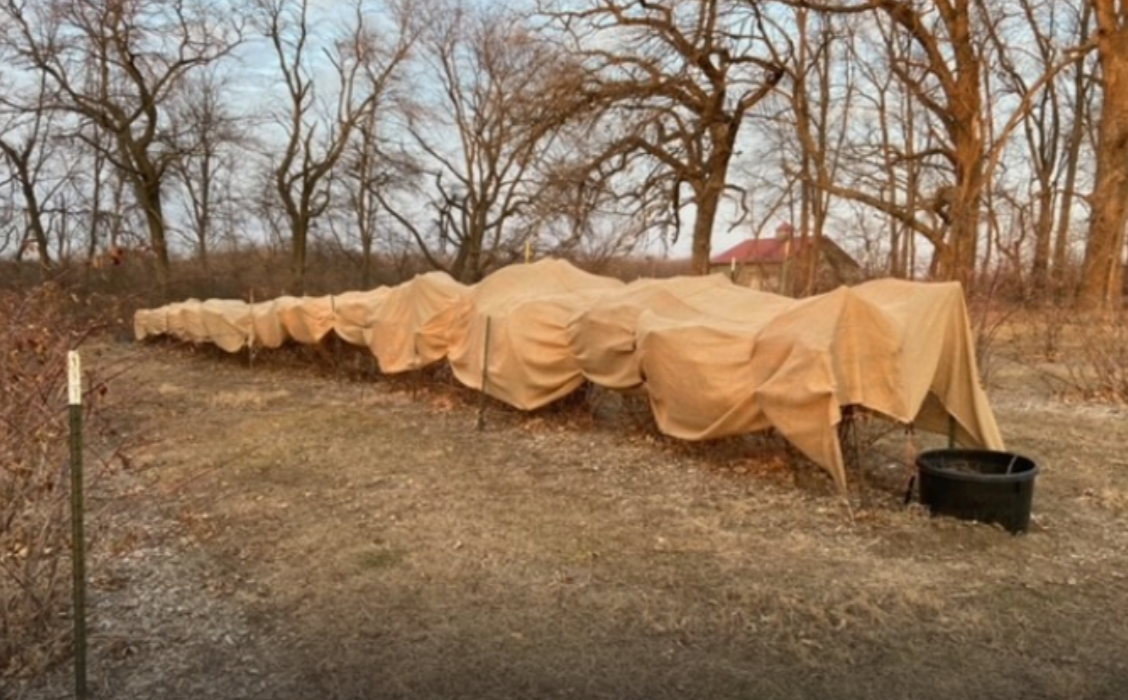 Protecting Your Crops with Custom Burlap Covers